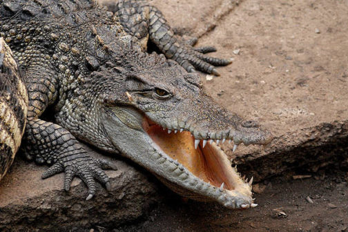 Crocodile