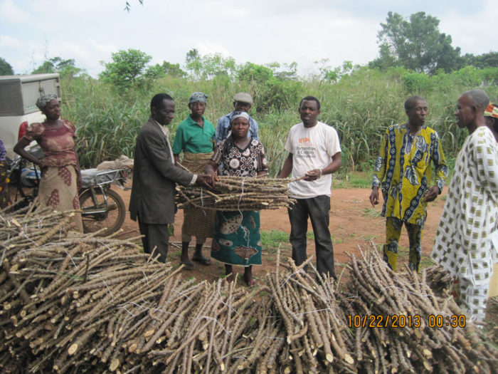 Cassava-stems-on-sale