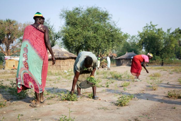 South Sudan. Collecting wild grass for survival