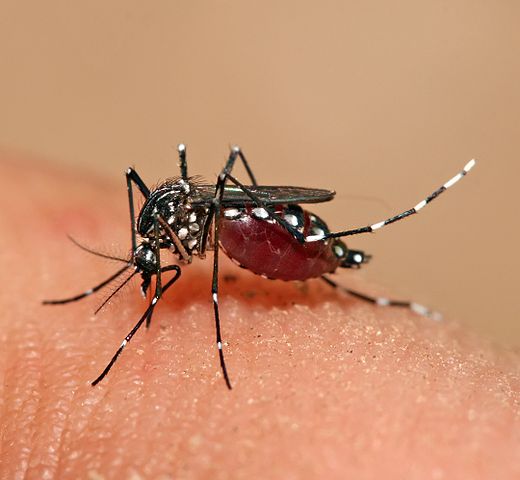 520px-Aedes_aegypti_feeding