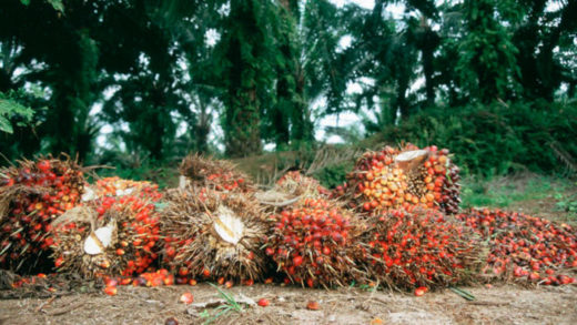 oil palm plantation