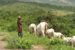 The Minister said the ban on open grazing was as part of efforts to curb the persistent farmers-herders conflicts across the country.
