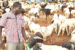 Yobe Microfinance Bank offers civil servants opportunity to take loans to buy animals for sacrifice during the coming Eid el-Adha celebration.