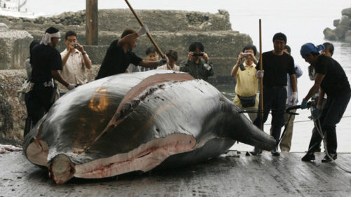 japan-kills-30-whales