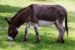 Zimbabwe’s 150,000-strong population of donkeys could in fact dry up altogether, they warned.