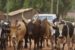 The Ogun State Ministry of Agriculture and Food Security set deadline for the registration of herders operating in the state.