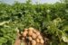 Nigerian farmers soon to have GM potatoes