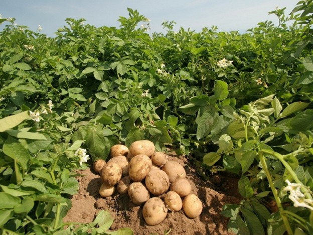 Irish-potato-farm