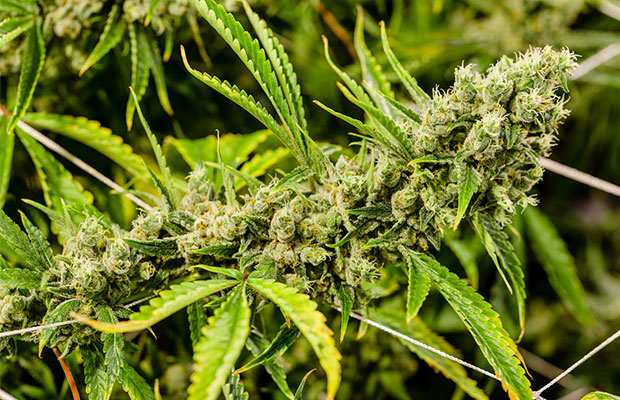 Cannabis-Weed-Green