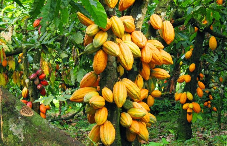 Cocoa-Tree