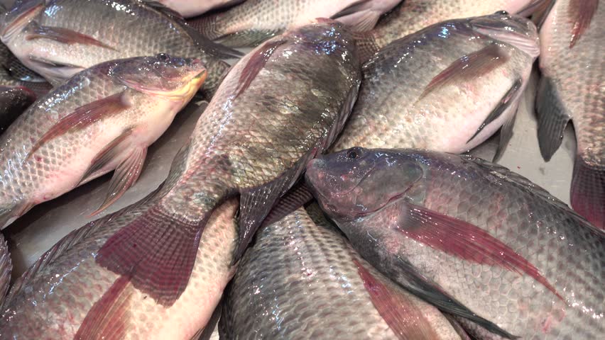 Fresh-Whole-Tilapia-Round-Fish-Red-Tilapia