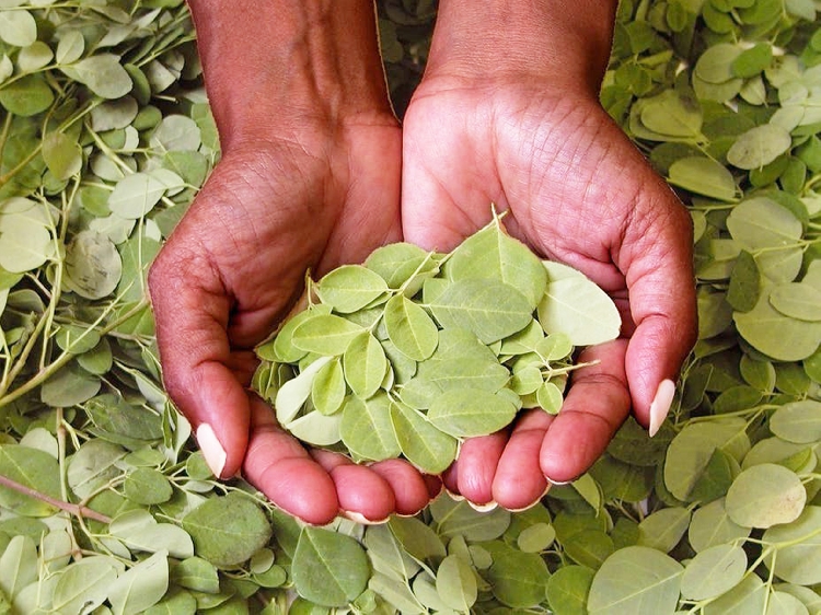 moringa_leaves