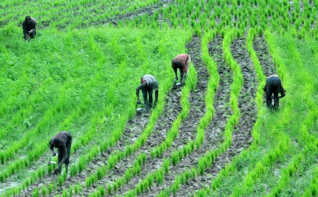 Farmer-on-their-farm-in-Jigawa