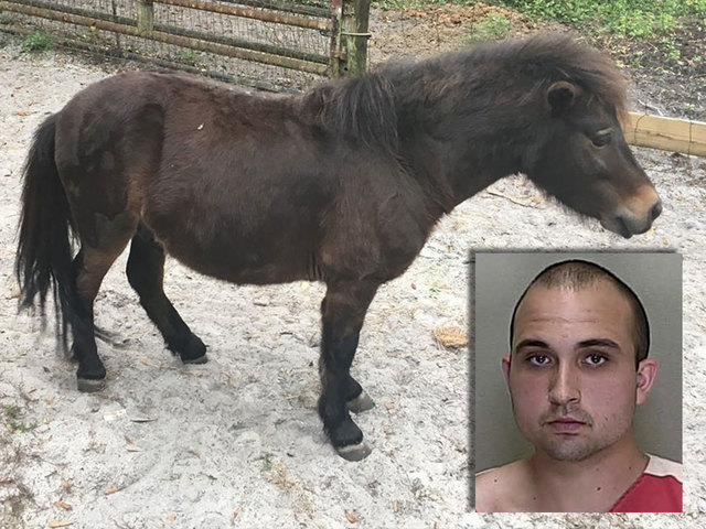 Man arrested for having sex with horse - P.M. News