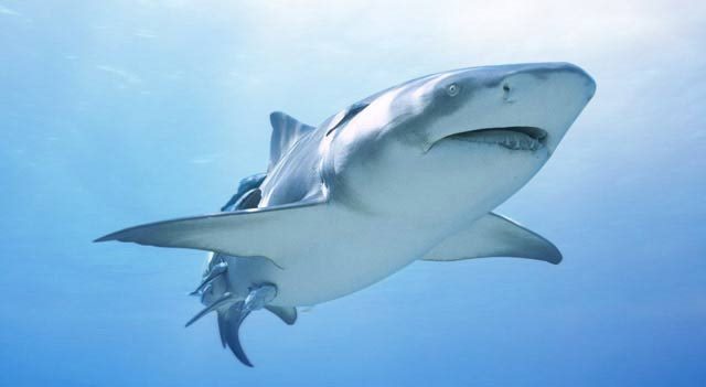 White-shark-fish