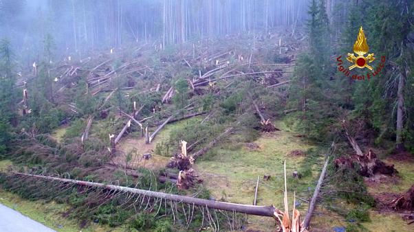 italian storms claim 17th life and 14 million trees