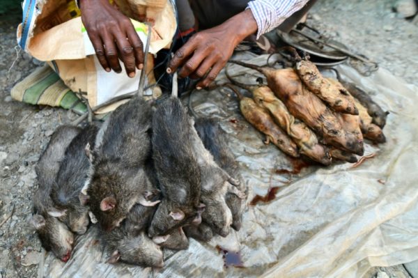 Rat-meat-is-a-delicacy-in-India-e1545821857664