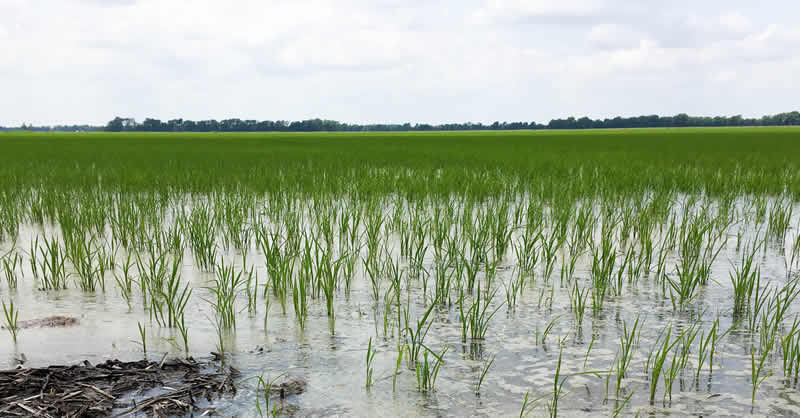 A-flooded-Rice-farm-as-CBN-approves-compensation-for-affected-farmers