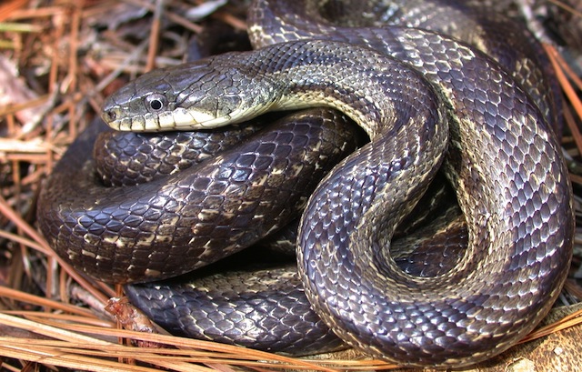 A rat snake the type that bit the Indian