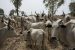 Kogi State Vigilante Service hands over two suspected cattle rustlers arrested in East senatorial district of the state to police