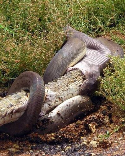 The grisly photo: the python eating up the crocodile