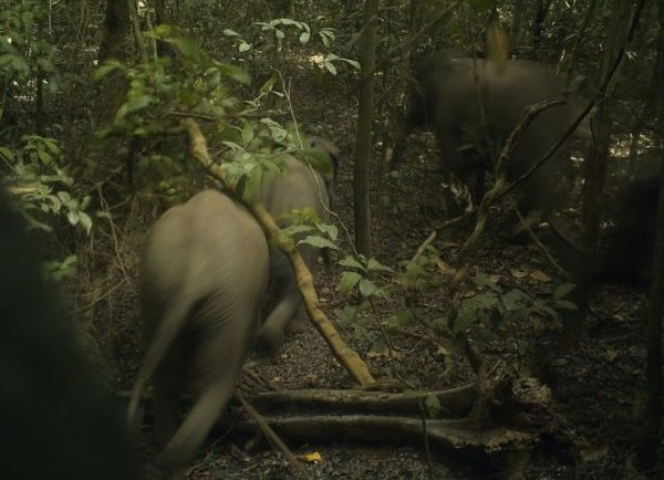 elephants thrive inside Ogun’s wild forest