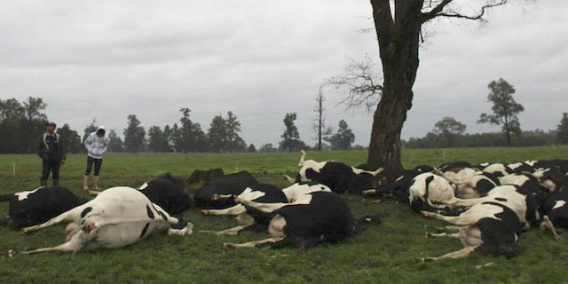 Chile Lightning Kills Cows