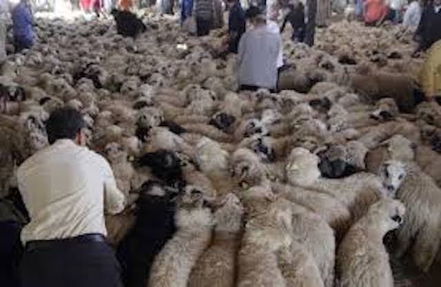 Libya sheep from Spain