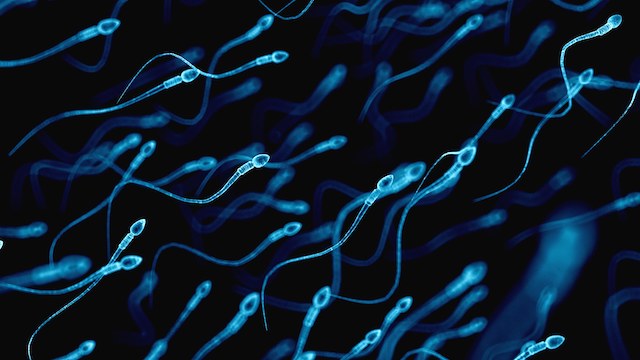 The way semen looks under the microscope