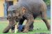 Rampaging elephant attacks villager