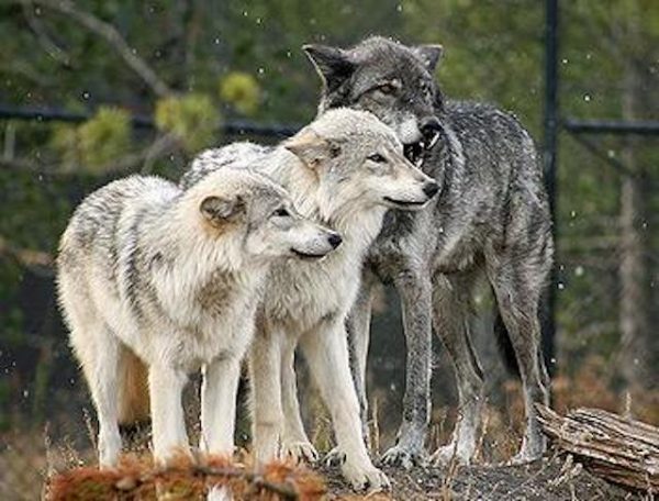 wolves part of US endangered species