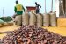 Cocoa beans are pictured next to a warehouse in the village of Atroni, near Sunyani, Ghana, April 11, 2019. Image via NAN
