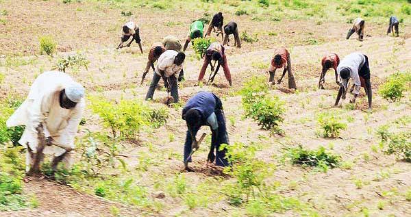 Farmers