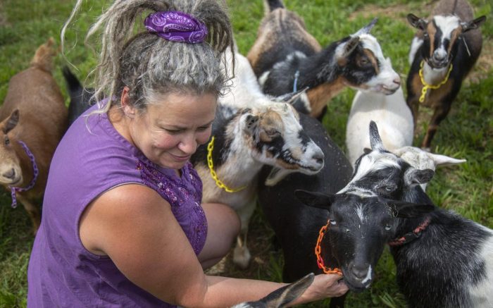 Minnesota woman Andrea Johnson and her Nigerian dwarf goats