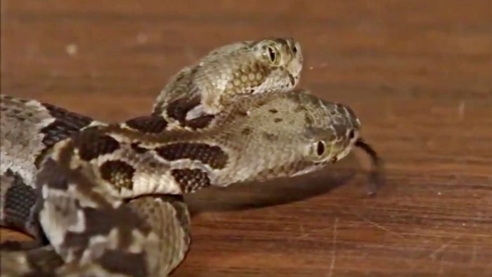 the rattle snake, with two heads, one body