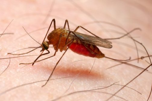 Mosquito, malaria-causing agent