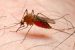 Mosquito, malaria causing agent.