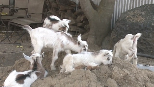 Nigerian dwarf goat’s quintuplets
