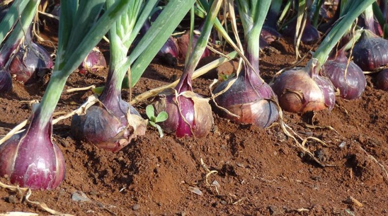 Onion farming