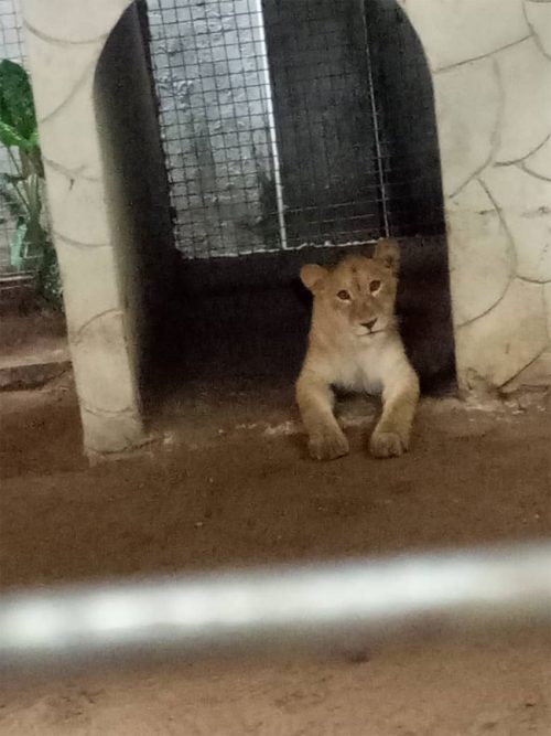 photos-lion-discovered-at-residential-building-in-lagos-2