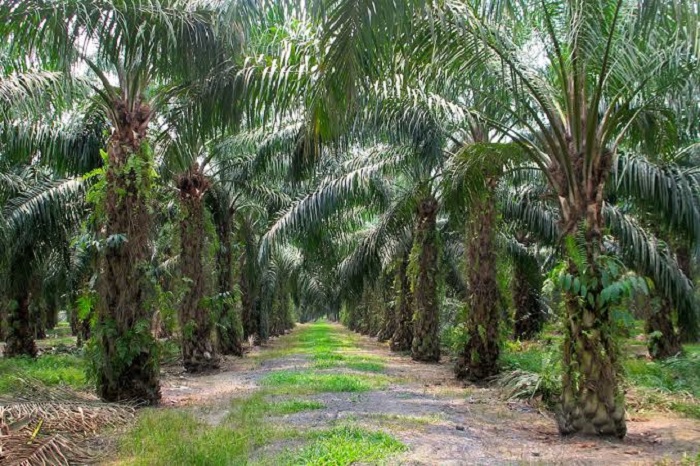 OIL Palm plantation