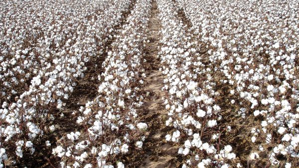 Cotton-Farm