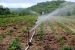 Irrigated farming
