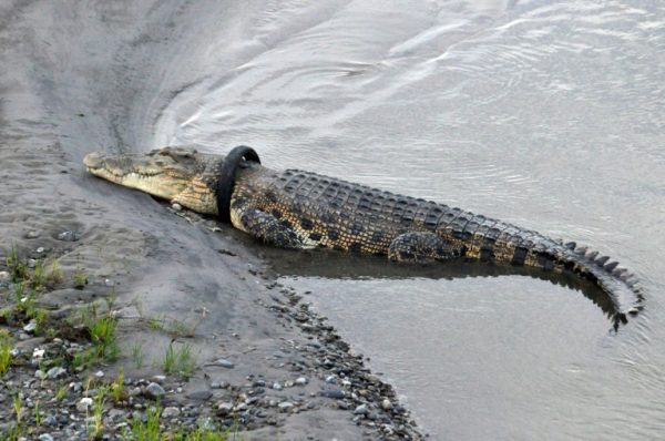 the crocodile with a tyre around its neck