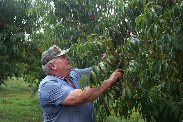 Bill Bader on his peach farm