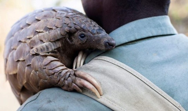 Man and Pangolin: Scientists suspect the animal as one the vectors of the deadly coronavirus