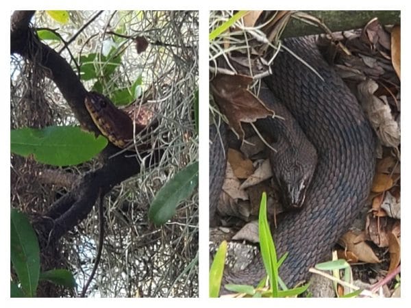 snakes sighted at Florida park
