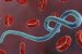 Ebola virus: more severe, dreadful, compared to coronavirus.
