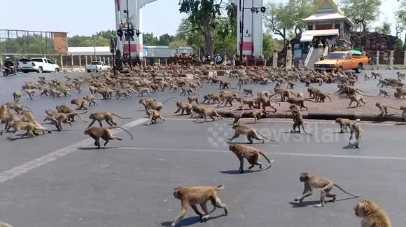 Monkeys at war