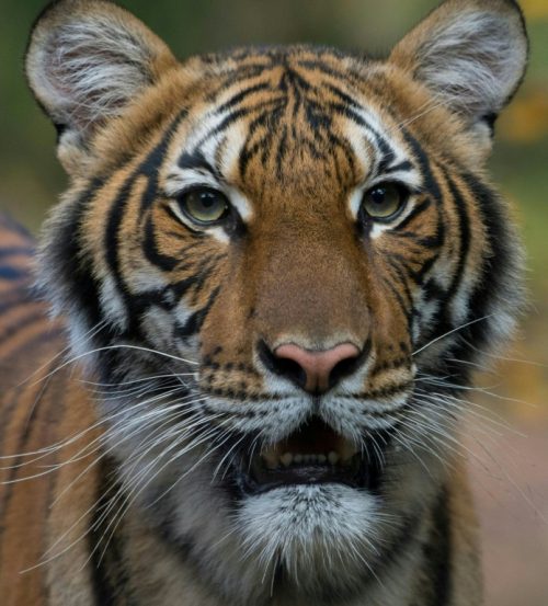 A tiger in New York zoo tests positive for coronavirus